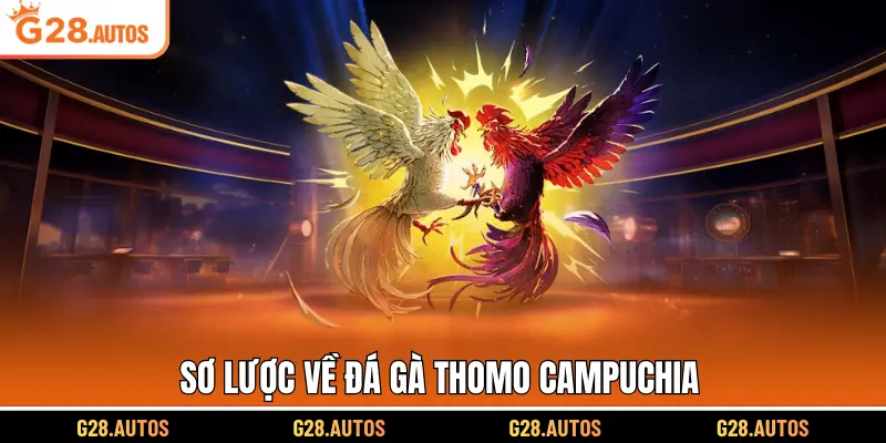 Sơ lược về đá gà Thomo Campuchia
