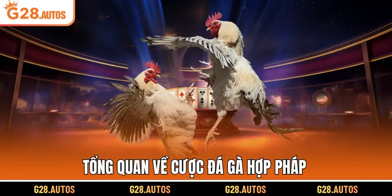 Tổng quan về cược đá gà hợp pháp